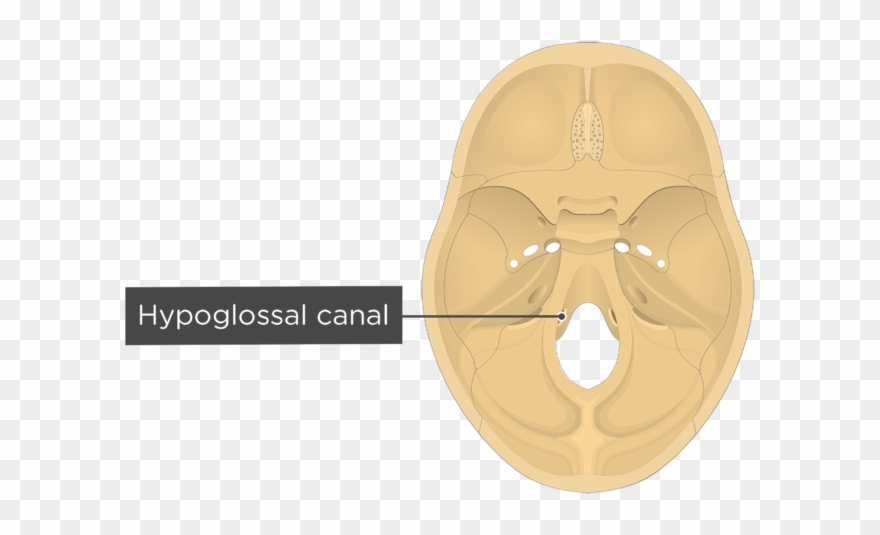 Hypoglossal Canal Download - Foramen Magnum Clipart