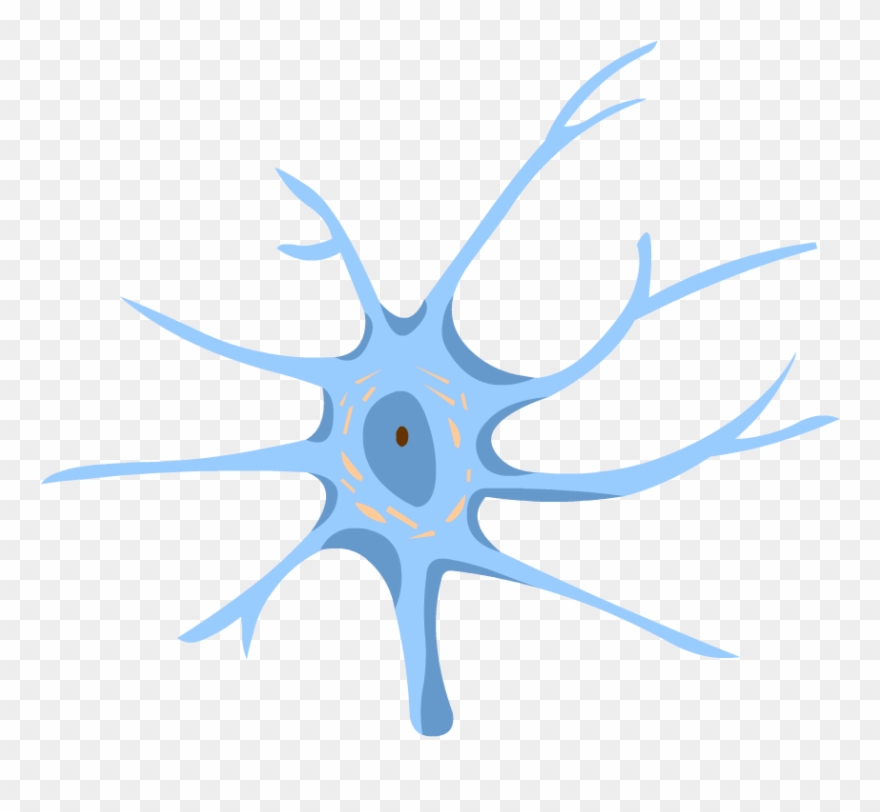 Nervous System - Peripheral Nervous System Clipart