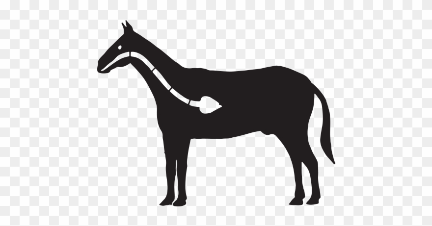 Degree Programs - Horse Clipart