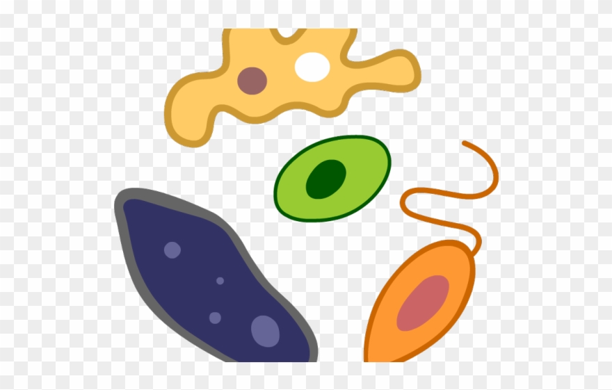 Algae Clipart Protist - Protozoa Png Transparent Png
