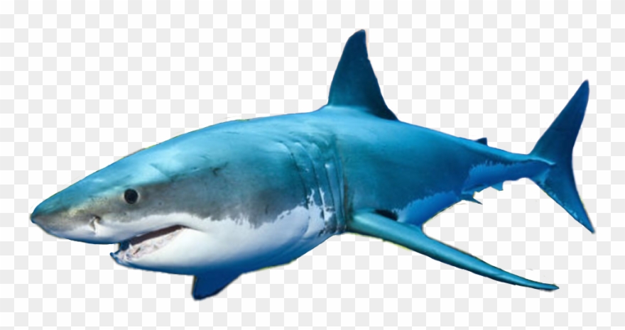 Shark Clipart