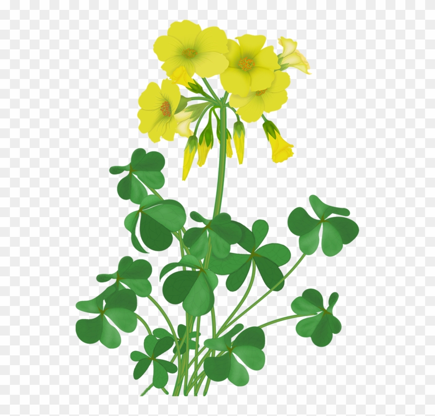 Flowers - Vector Wildflowers - Large-flowered Evening Primrose Clipart