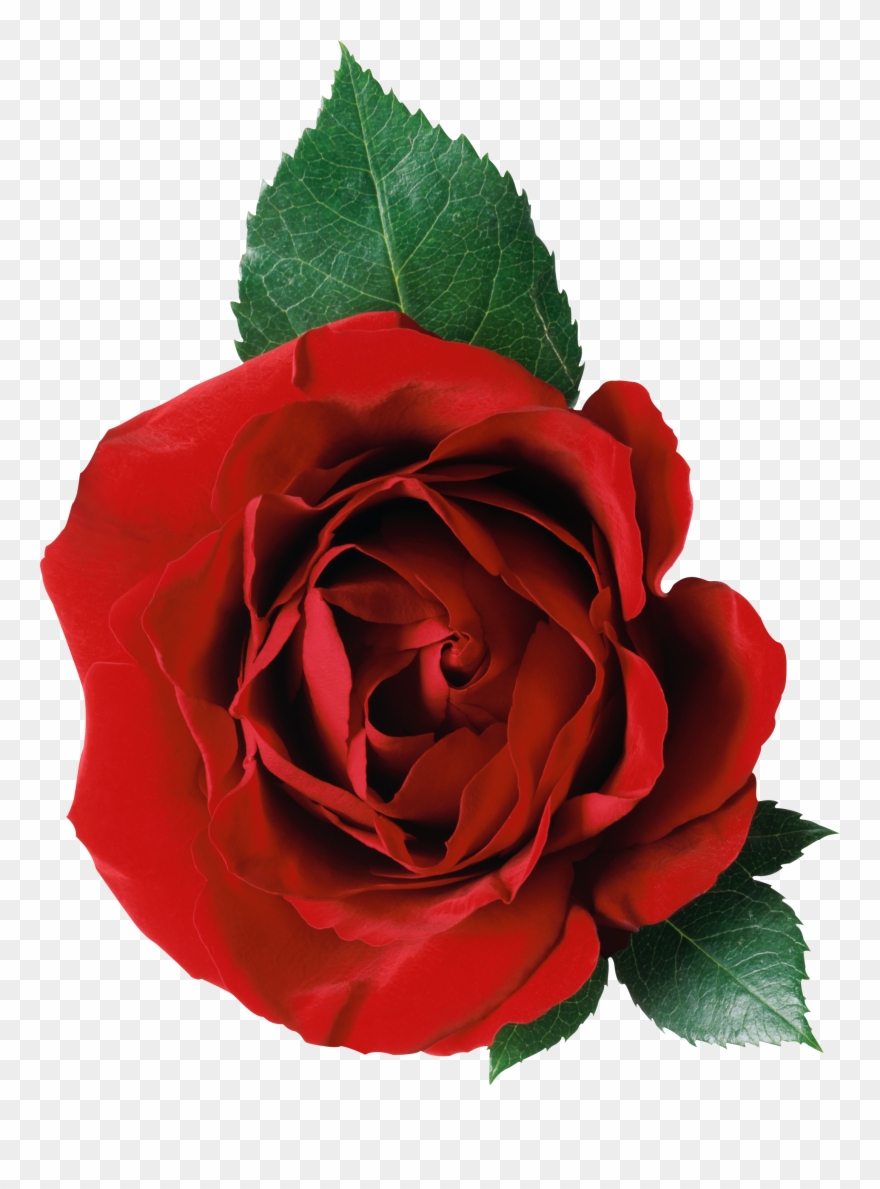 Rose Free Png Clipart