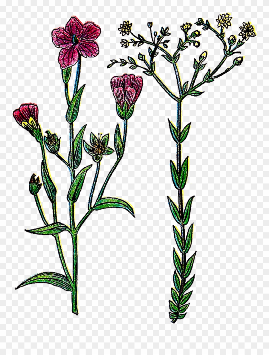 Botany Illustration Clip Art Png Free Stock Transparent Png