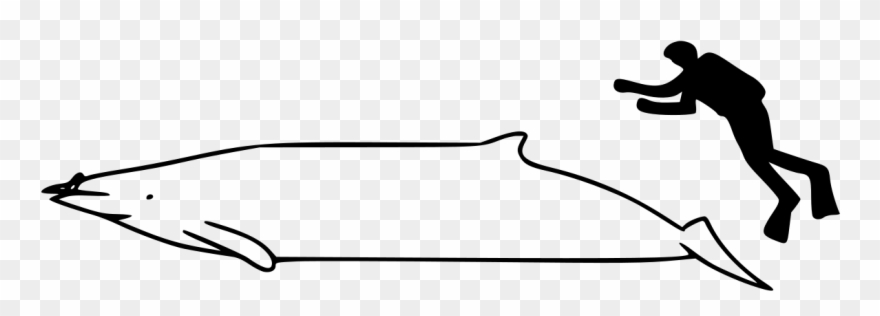 Whale Clipart
