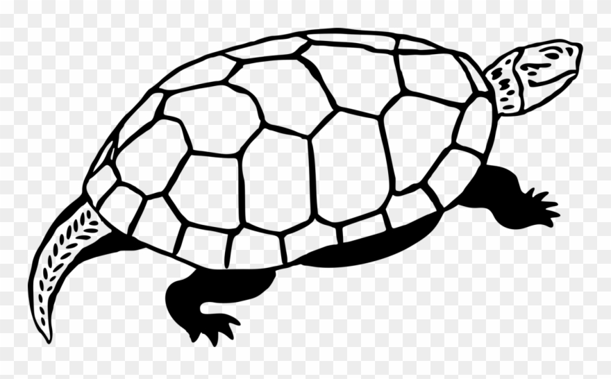 Sea Turtle Reptile Line Art Drawing - Clip Art - Png Download