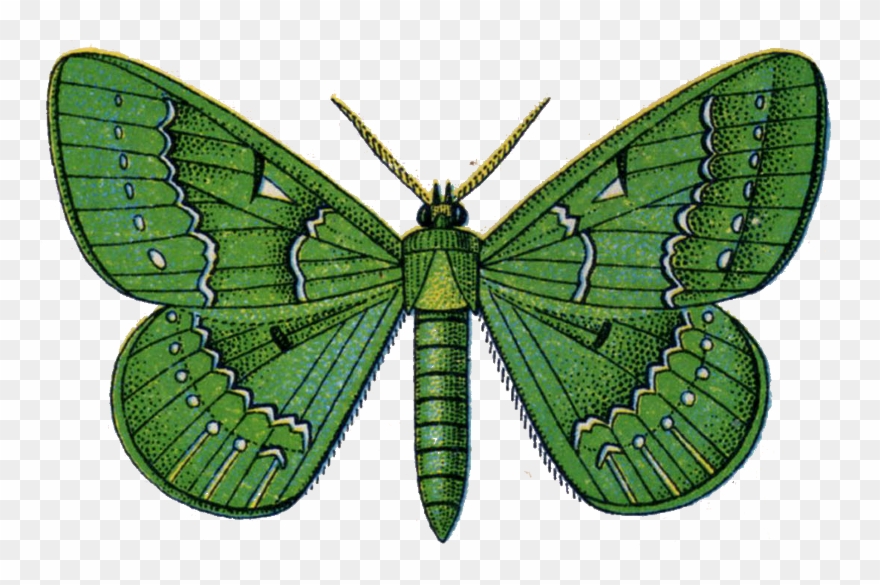 Vintage Butterfly ~ Zibi Vintage Scrap - Gallery Direct Butterflies 17 Graphic Art On Wrapped Clipart