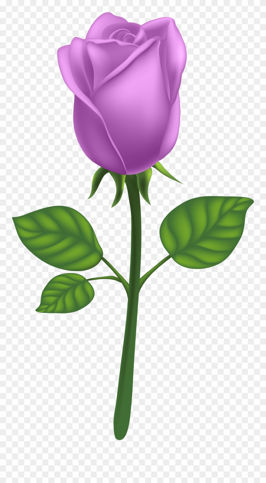Purple Long Stem Rose Png Clipart