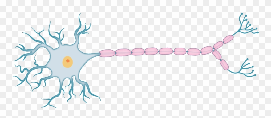 Action Potential Experiments - Neuron Clipart