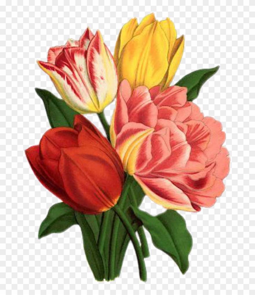 Clipart Flowers Mayflower - Tulips Art - Png Download