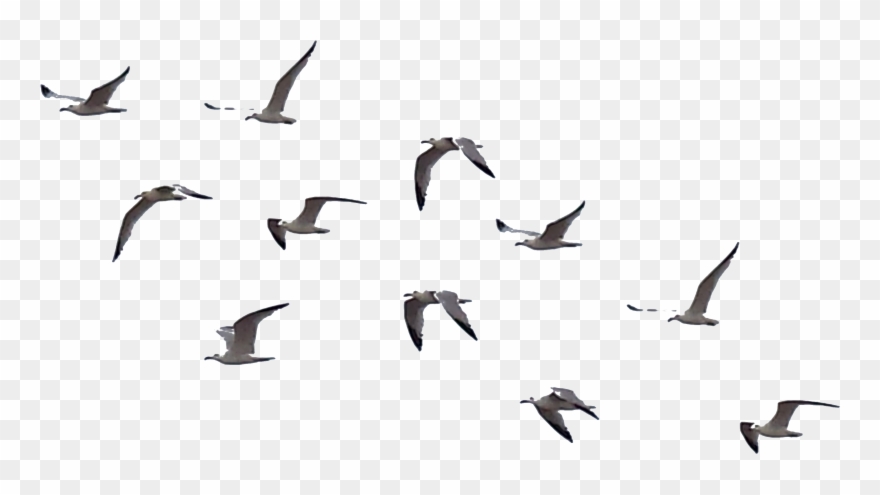 Flying Crows Clipart - All Png For Picsart Transparent Png