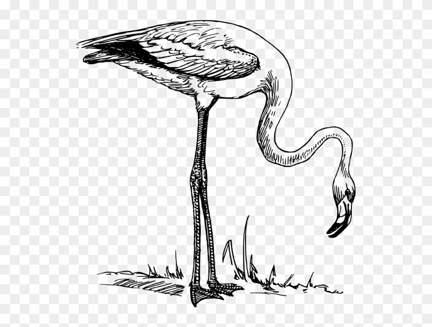 Flamingo Png Images 600 X Clipart
