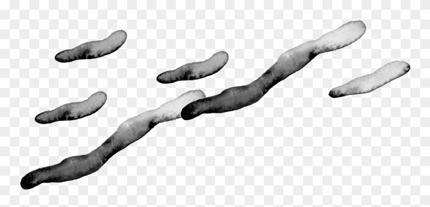 Dark Woods' Desire For Inclusivity Informs Our Roasting - Vegetarian Food Clipart