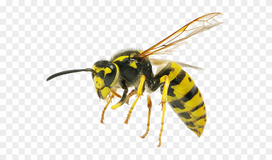Wasp Flying Clipart