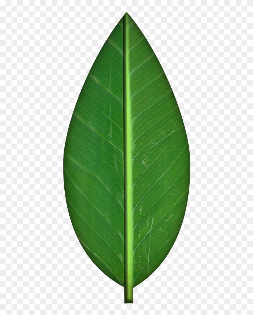 Clipart Picture A - Green Leaf Clipart Transparent Background - Png Download