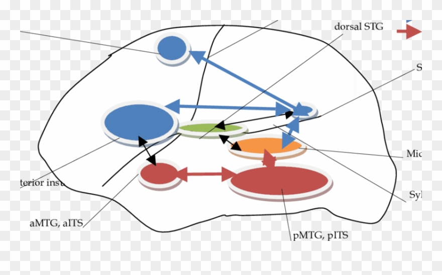 The Relevant Brain Areas In The Dual Stream Model Of - Brain Clipart