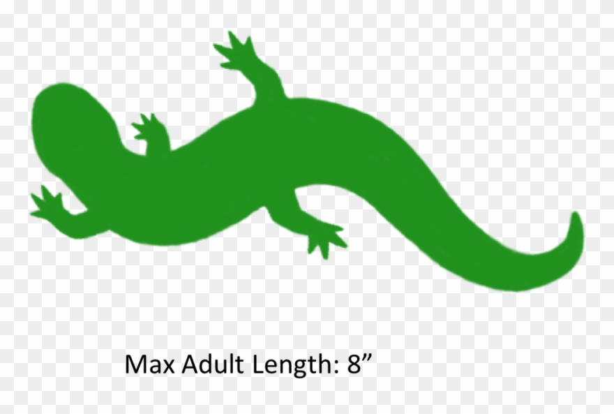 Reptile Clipart Salamander - Gecko - Png Download