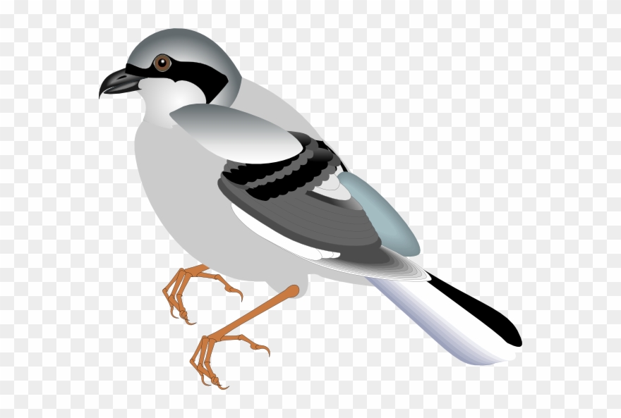 Gray Bird Clip Art - Png Download