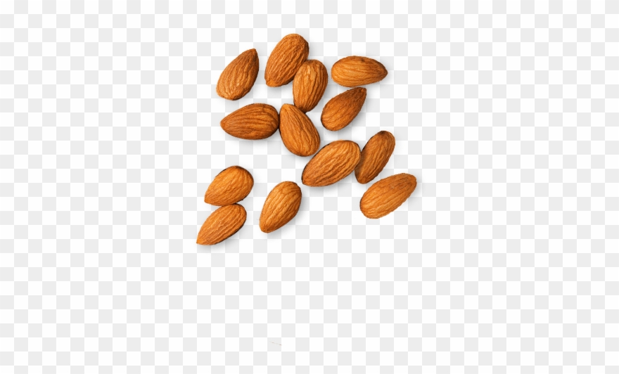 Almond - Almond Png Clipart