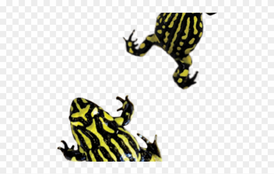 Amphibian Clipart Frog Habitat - Reptiles And Frogs - Png Download