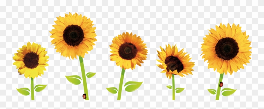 Sunflowers - Sunflowers Tumblr Png Clipart