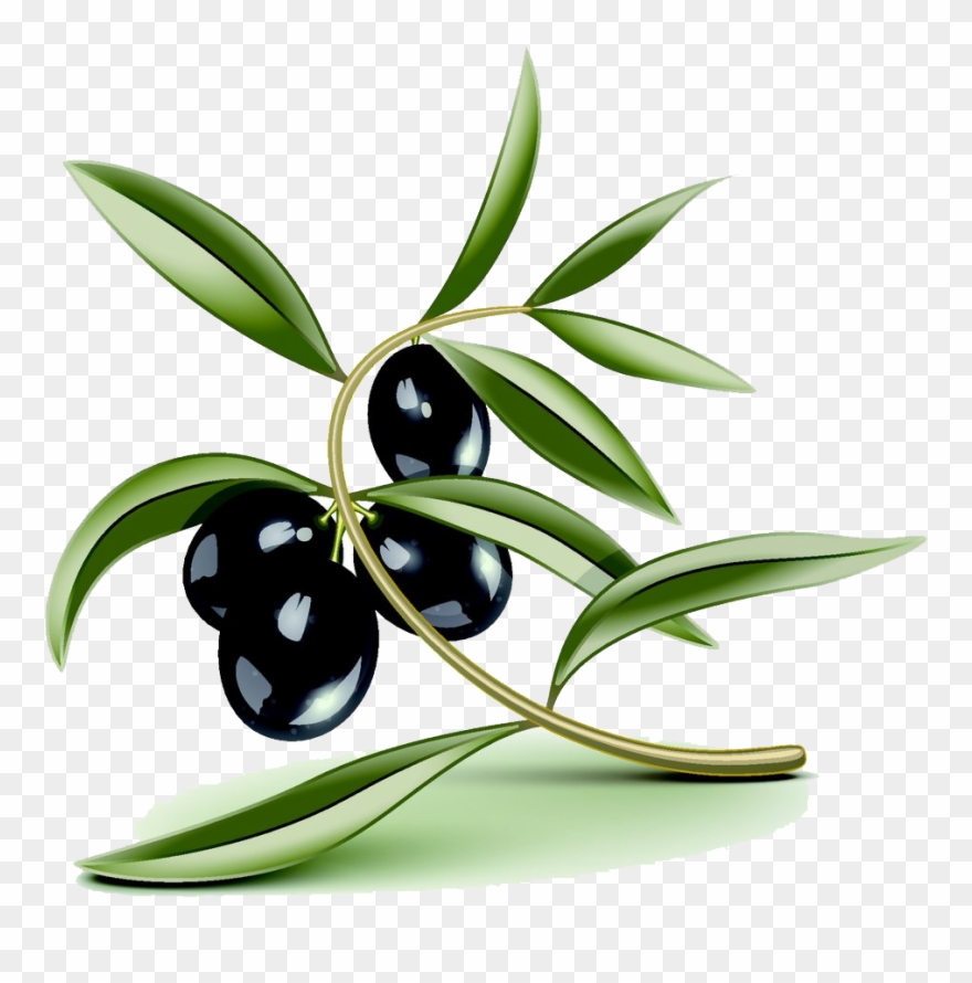 Olive Oil Stock Photography Cartoon Pictures - Hoja De Olivo Fondo Transparente Clipart