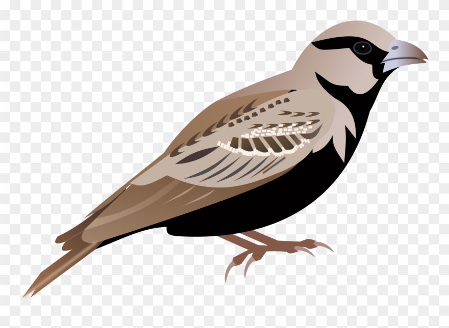 Song Sparrow Clipart Png Transparent - Lark Clipart