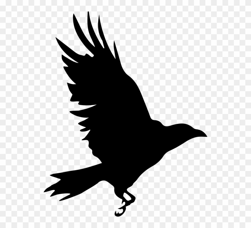 Raven Clipart Raptor Bird Cuervo Silueta Png Download 779599 Pinclipart
