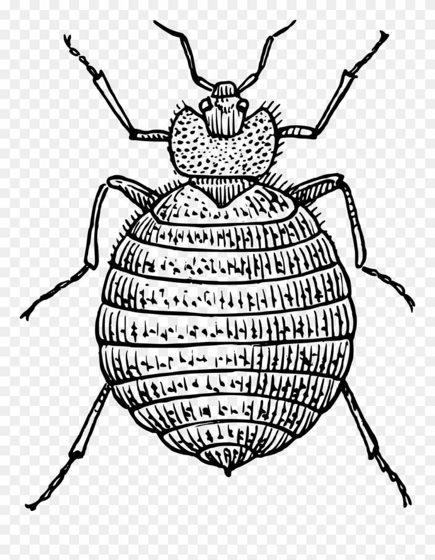 Drawing Insect Cool - Clip Art Bed Bug - Png Download