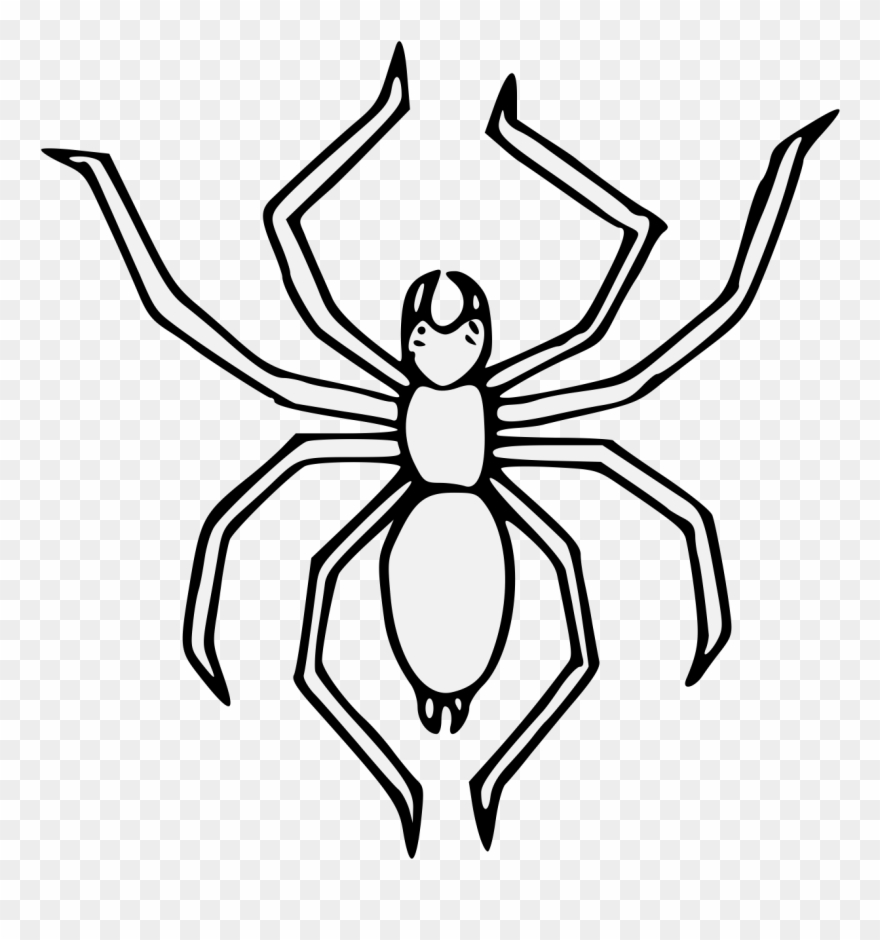 Spiders Drawing Detailed - Cartoon Clipart
