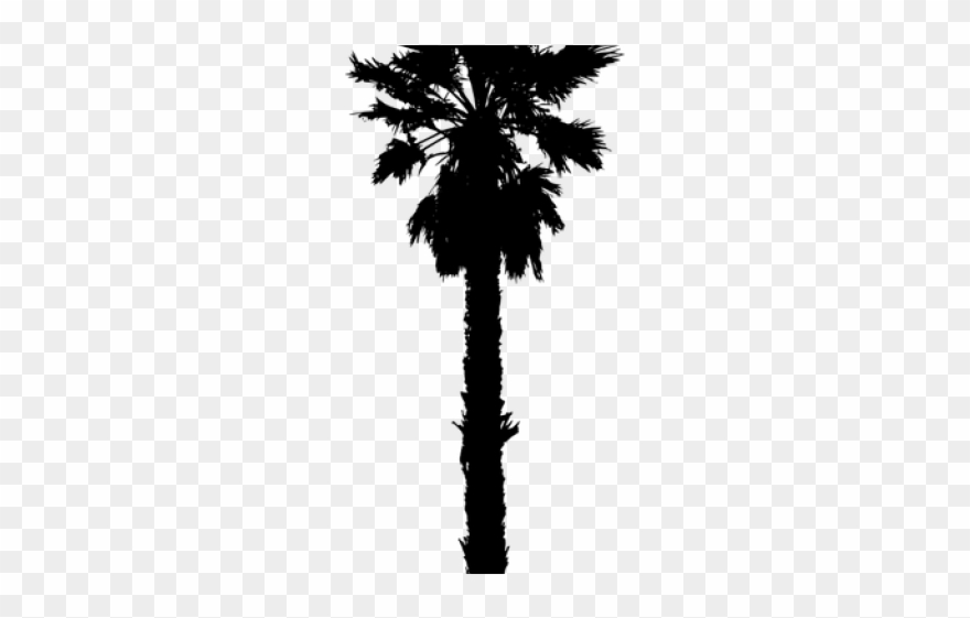Date Palm Clipart Desert - California Palm Trees Vector - Png Download