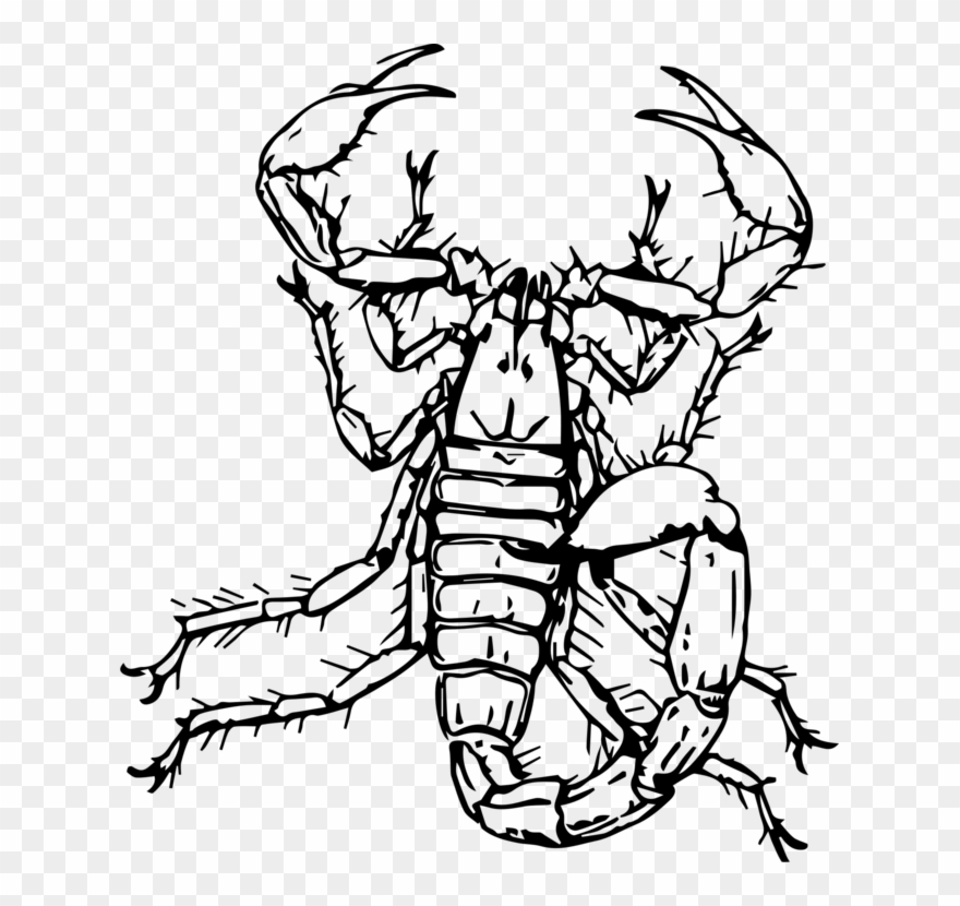 Arabian Fat-tailed Scorpion Drawing Insect Download - Sketsa Kalajengking Clipart