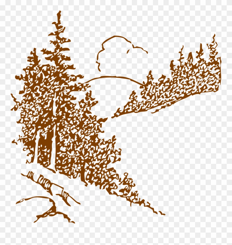 Forest, Landscape Trees Conifers Forest Mountain H - Mountain Pine Clip Art - Png Download