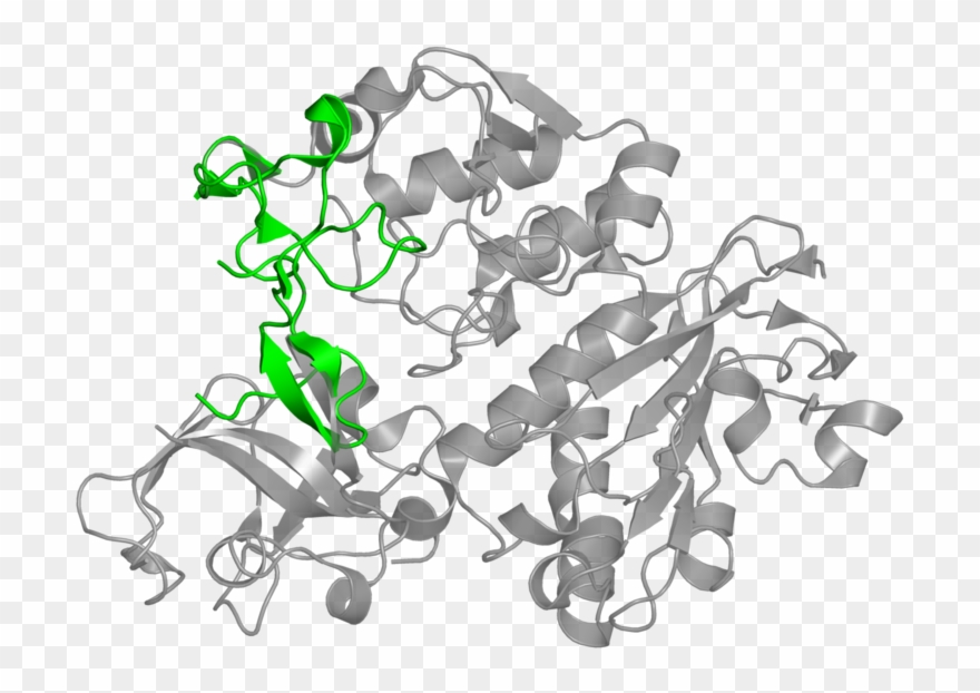<div Class='caption-body'>1 Copy Of Cath Domain - Illustration Clipart
