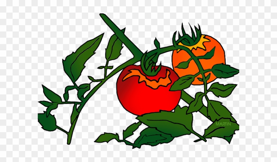 Tomato Clipart Branch - Tomato Plant Clip Art - Png Download