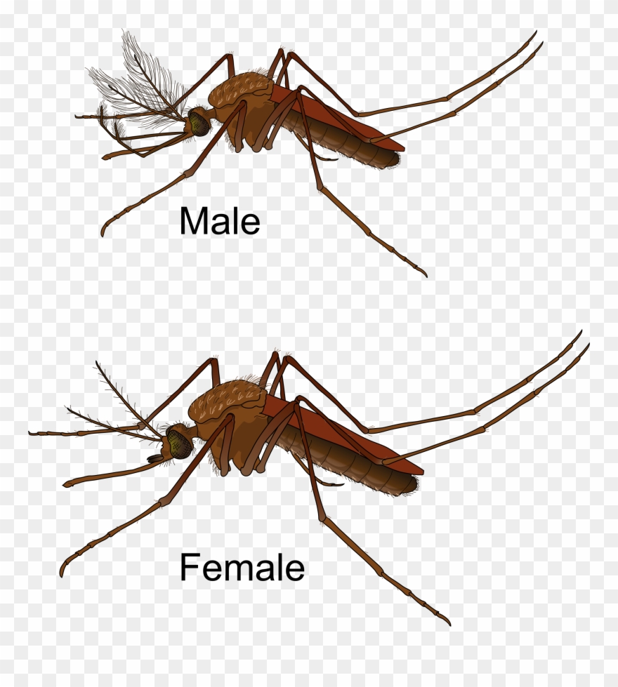 Big Image - Culex Mosquito Male And Female Clipart