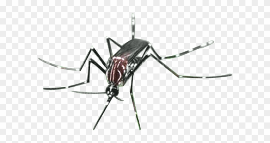 Mosquito Clipart Irritation - Mosquito - Png Download