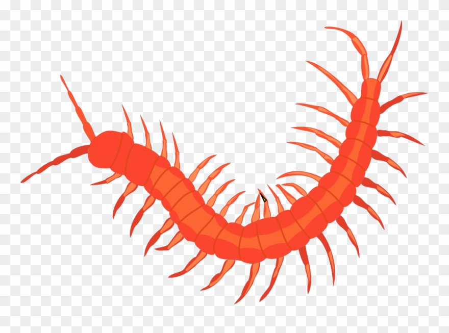 Net » Clip Art » Worm 3 Svg - Insect Png Transparent Png