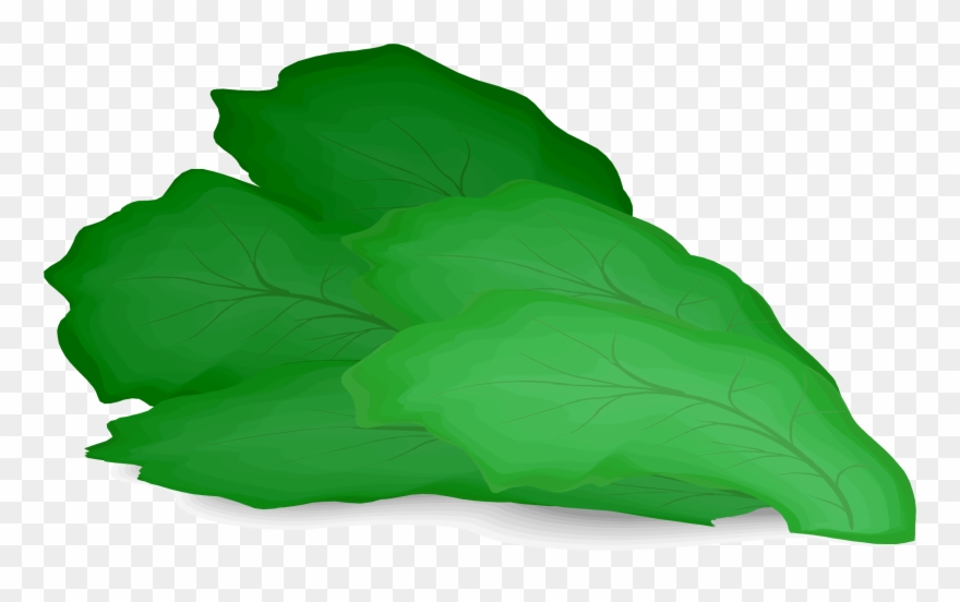 Lettuce Clipart Small - Lettuce Clipart - Png Download