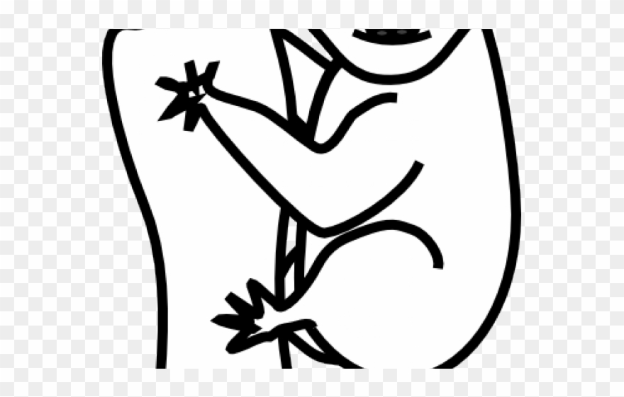 Koala Clipart Png Transparent Png