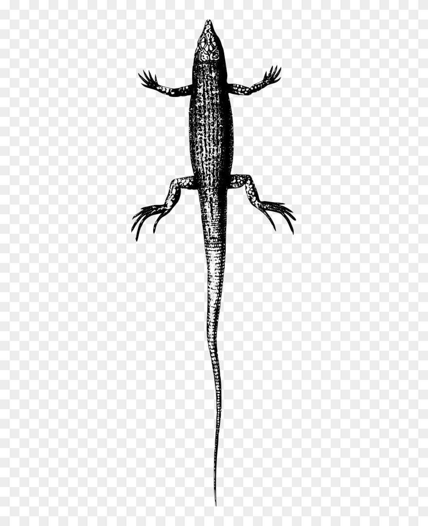 Lizard Clipart