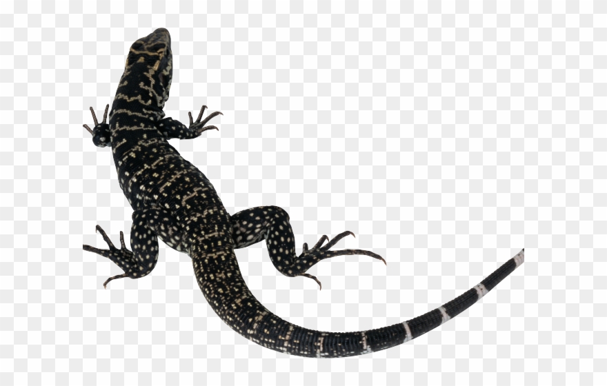Monitor Lizard Clipart Lizard Tail - Lizard Silhouette - Png Download