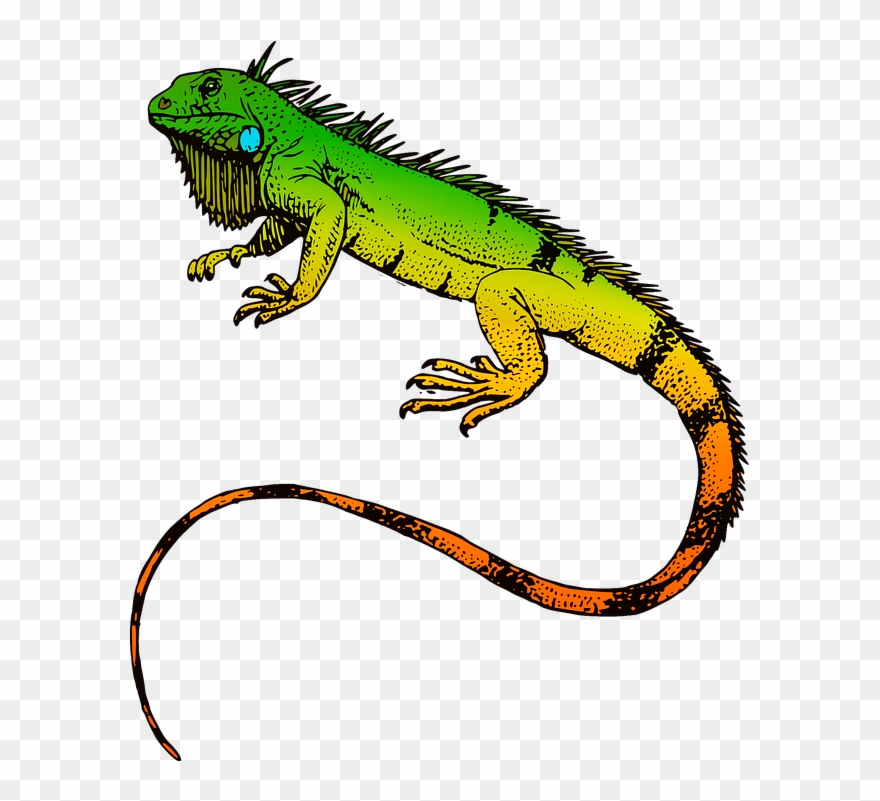 Iguana Clipart Pet Lizard - Iguanas Sticker - Png Download