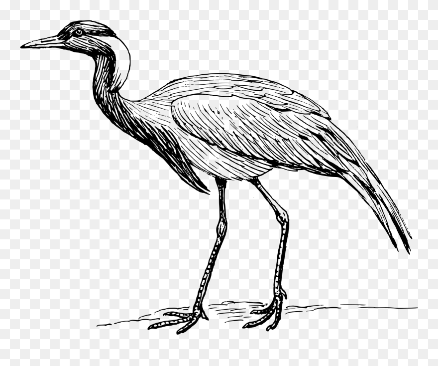 Demoiselle Crane - Crane Bird Black And White Clipart