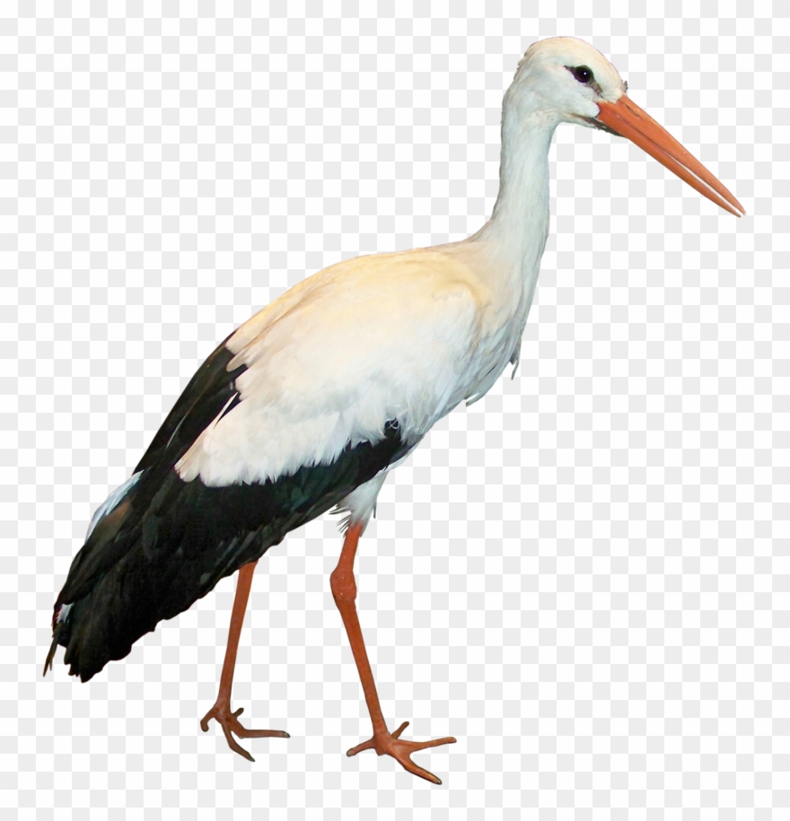 Crane Clipart Stork Bird - Stork Png Transparent Png