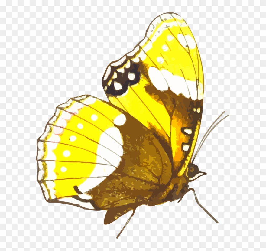 All Photo Png Clipart - Pieridae Transparent Png