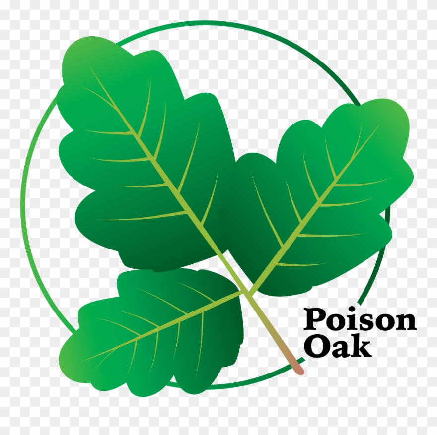 It Can Take Many Forms, Usually A Woody Vine Or Shrub - Poison Ivy Clipart