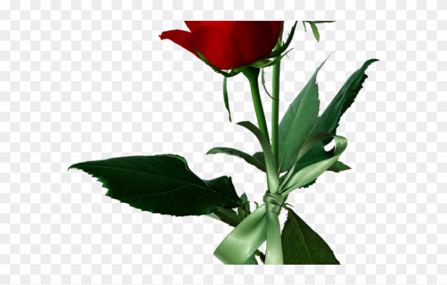 Rose Bush Clipart Rosal - Rosal Clipart - Png Download