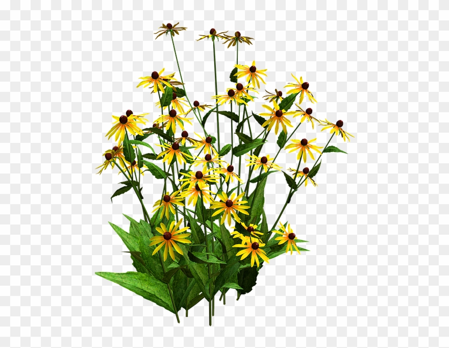 Sunflower Clipart Shrub - Black Eyed Susan Png Transparent Png