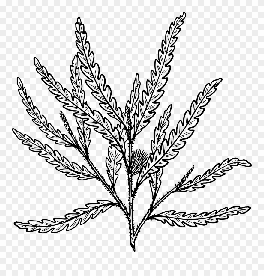 Shrub Clipart Fern - Fern Plant Clip Art - Png Download